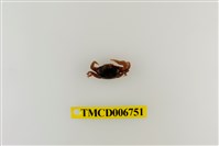 藏品(北方丑招潮蟹)的圖片